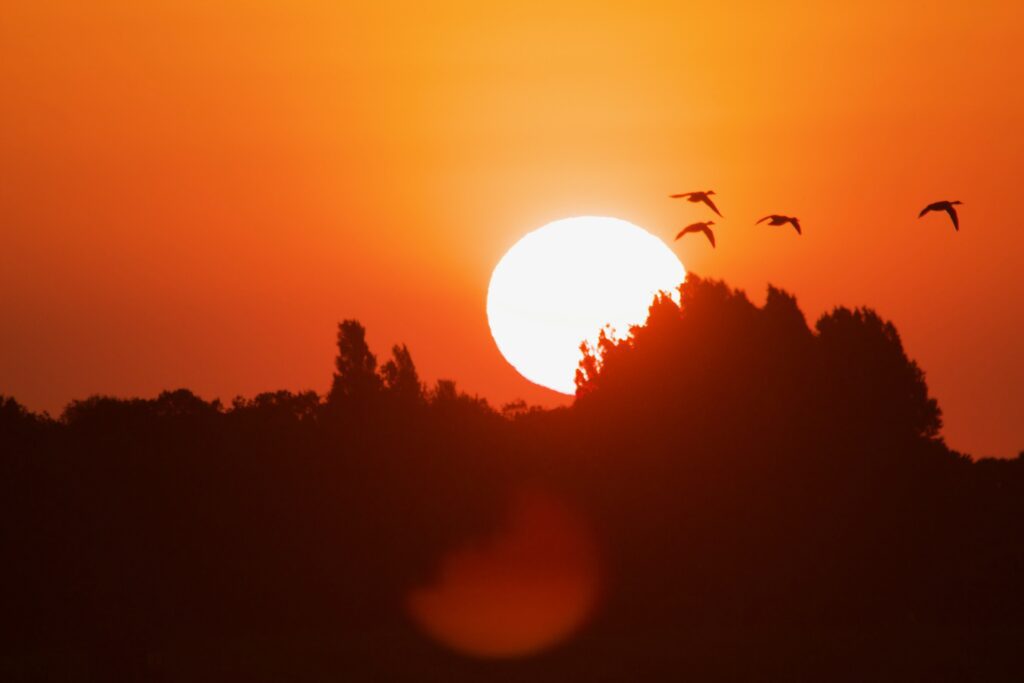 Vol de canard au coucher du soleil sur la Charente